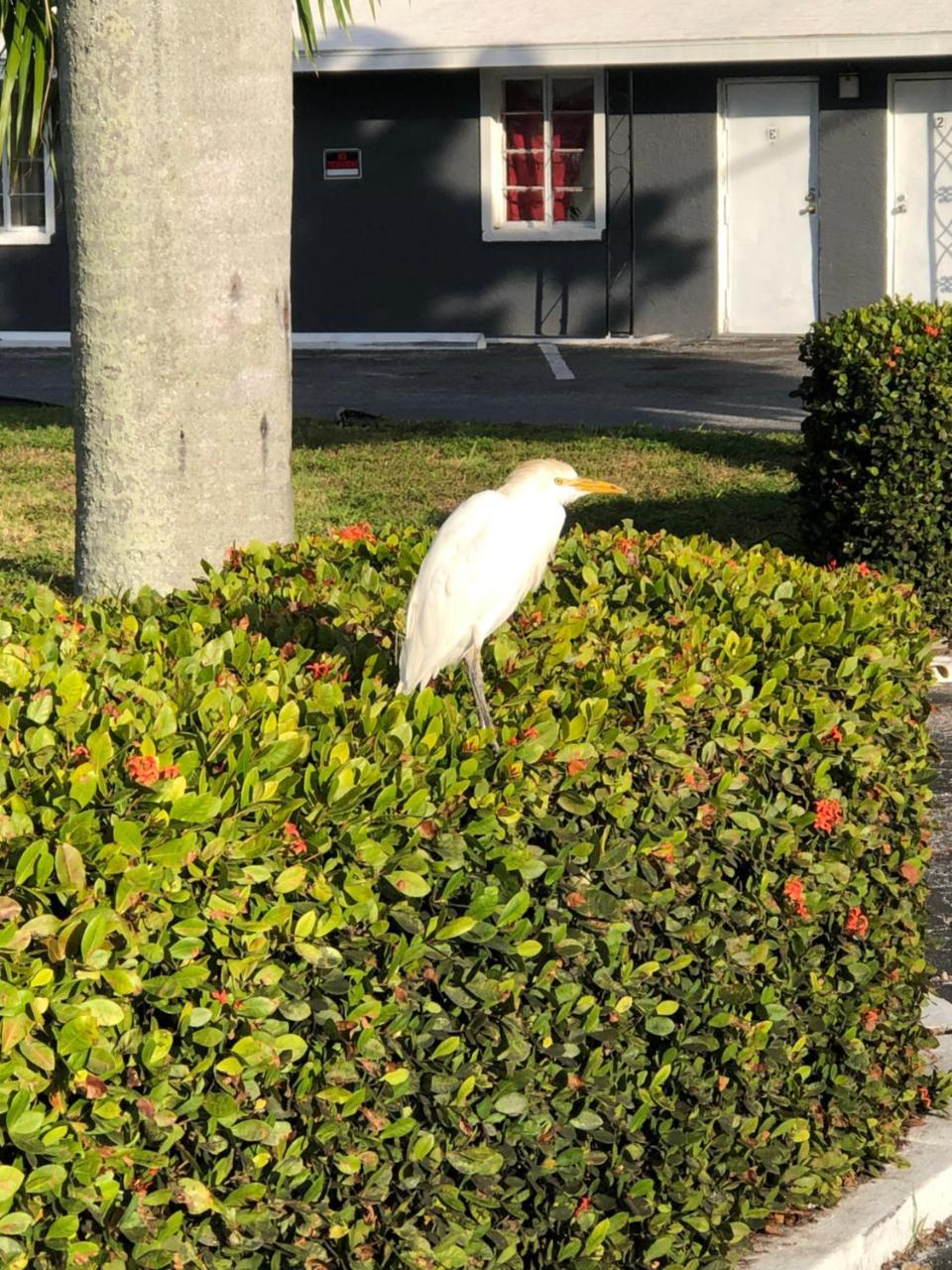 Bay Breeze Inn Bradenton Downtown מראה חיצוני תמונה